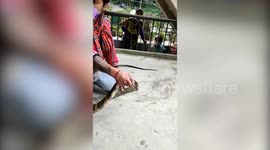 Snake rescuer retrieves king cobra from northern Indian home