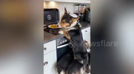 Teamwork at its best? Moment trio of dogs help each other to steal some leftover dinner