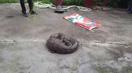 Massive 12-feet-long python rescued by forest department officials in northern India