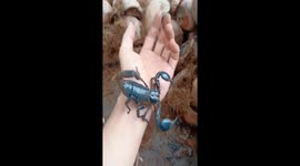 The man caught the hundreds of scorpions on the ground with his bare hands