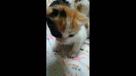 Sofi Kitten On Camera