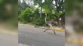 Ostrich that sparked panic after escaping in the Philippines is cooked for dinner