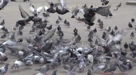 Too many pigeons in George Square, Glasgow, UK
