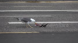 Seagull eating pigeon in George square, Glasgow #2
