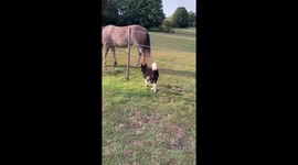 Cute Dog meets Horse with a Funny Fail!
