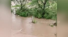 Mother dog jumps into floodwater to save her puppy in China