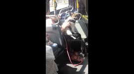 Very happy French bulldog sits on bus!