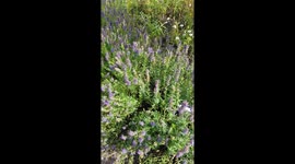 Flowers and Bees in Edinburgh Botanic Garsen