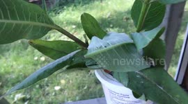 Cool video shows the birth of a monarch butterfly in Montreal