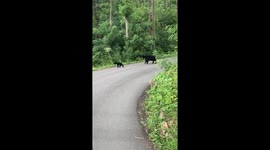 Three cute black bear cubs playing with each other