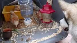 Alaskan malamute is obsessed with her new chicks