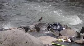 Aves pescan en río contaminado