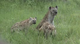 Two cute cubs with nursing hyaena mother in South Africa