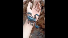 Vietnamese man raises hundreds of scorpions in his house