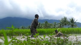 Competitors take part in traditional martial art ritual in middle of rice field in Indonesia
