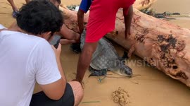 Beachgoers rescue injured sea turtle tangled in fishing net