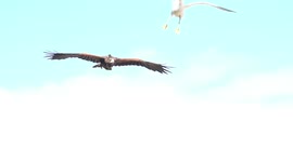 Photographer Captures The Moment A Seagull Attempts To Dive Bomb A Majestic Harris Hawk