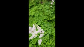 White flowers