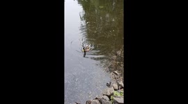A few seconds of a duck's life