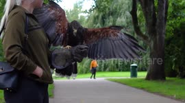 Falconer Catches Harris Hawk With Beautiful Procession