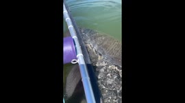 Manatee holding on to See Through Canoe