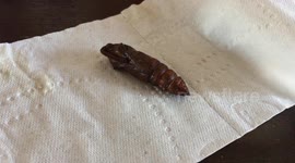 Hornworm Pupa emerges from cocoon to become giant Sphinx Moth
