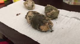 Adorable Luna Moth emerges from her cocoon