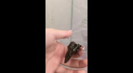 Giant Sphinx Moth named Silly Straw has a strange curly proboscis