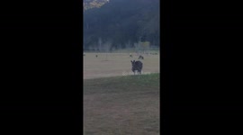 Australians Vs Kangaroo