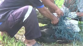 Stray dog rescued after getting tangled in soccer net in Thailand