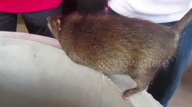 Two rats get married during bizarre ceremony in Thailand