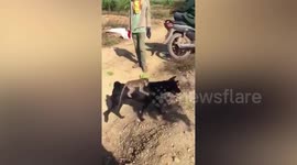 Monkey rides on pet dog's back