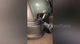 Kitten Rescued From Inside Car Bumper