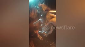Kitten rescued from rainy storm drain