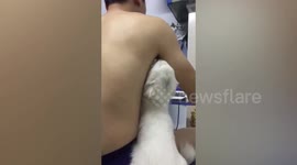 Cat Love Smelling Owner's Armpits