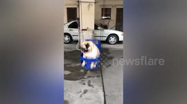 Pet Pug Swings While Being Fed Lunch
