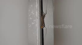 Centipede Steals Cat Food In Michigan