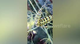 Adorable caterpillar munches on plant in California