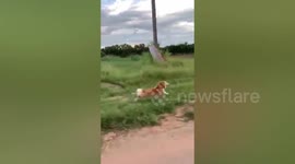 Corgi dog chases after owner on motorcycle