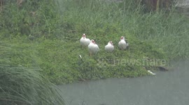 Is Thailand too wet even for ducks right now ?