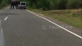 Motorists flee as wild elephant searches vehicle for food in Sri Lanka