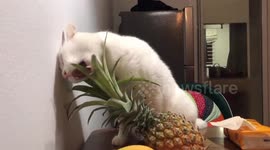 Cat eat pineapple leaves after long time no going out because of Covid19