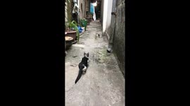 First time I see a cat hunting