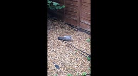 Two cute birds