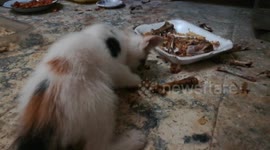 Yumy Yumy Roasted Backed Bones For Kitten Lunch
