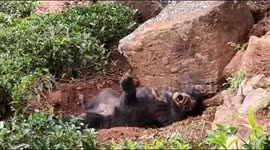 Last breath of a growling bear was caught on camera in south India