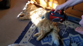 Cats and vacuum cleaners can be friends... for some time
