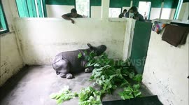 Adorable baby rhino abandoned by mother rescued in northeastern India