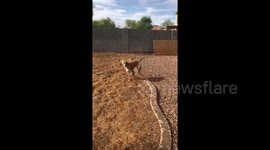 Arizona dog sees rain for first time and goes nuts