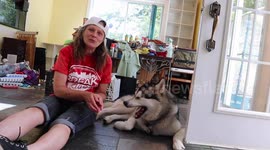 Alaskan Malamute Sojou Chicken Guard Dog Training Closer Chick Contact